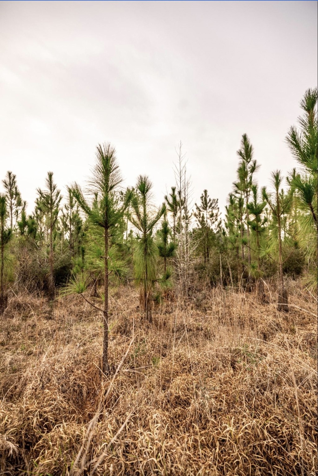 6340 Josserand Road Groveton, TX 75845 - Photo 17 of 19