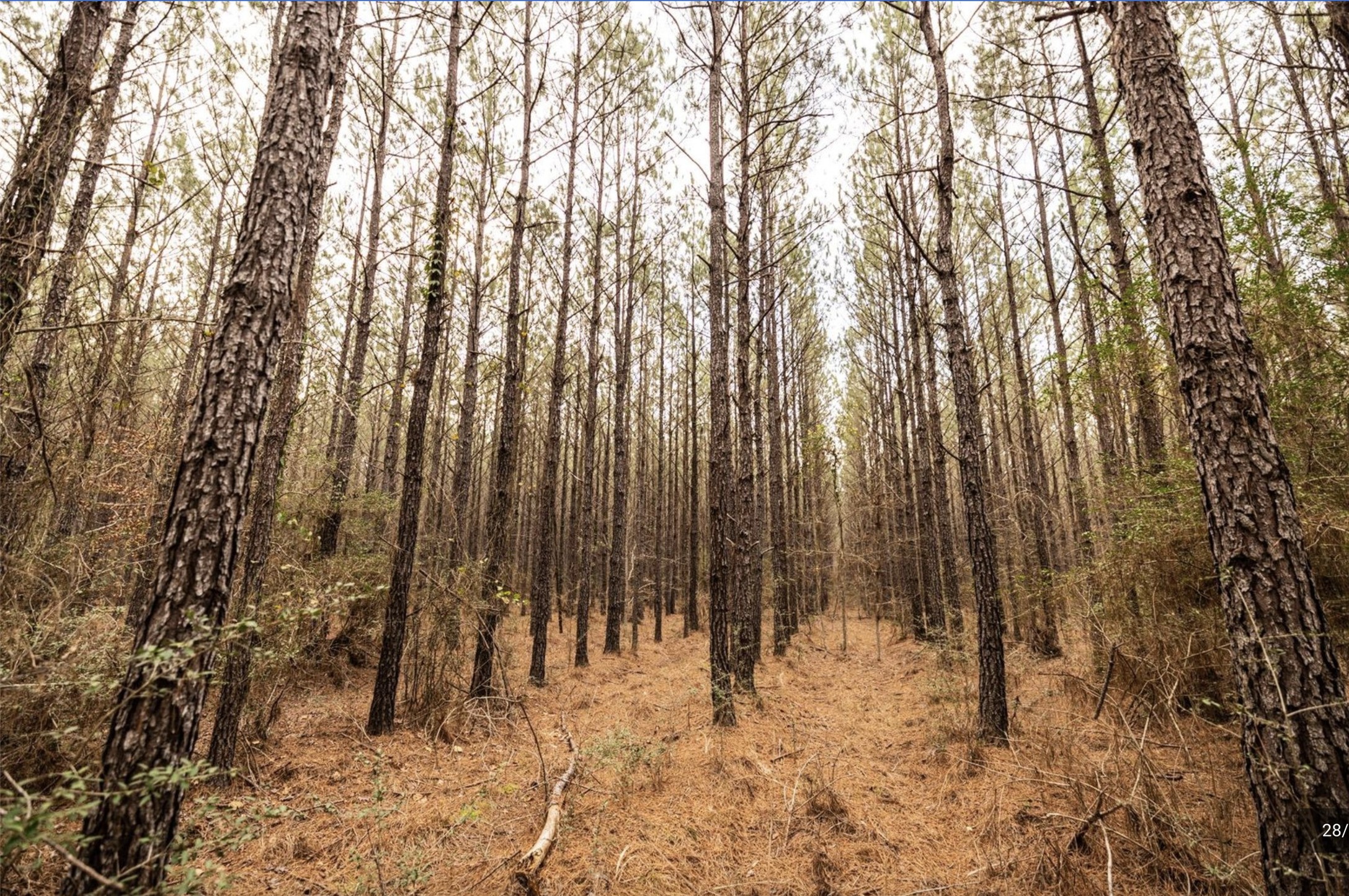 6340 Josserand Road Groveton, TX 75845 - Photo 18 of 19