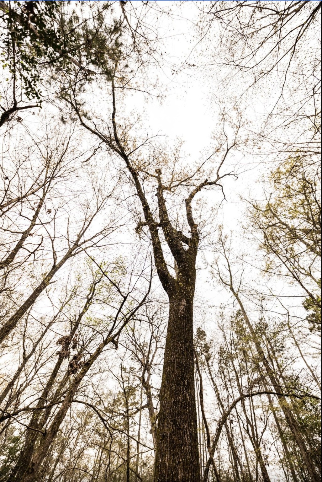 6340 Josserand Road Groveton, TX 75845 - Photo 19 of 19