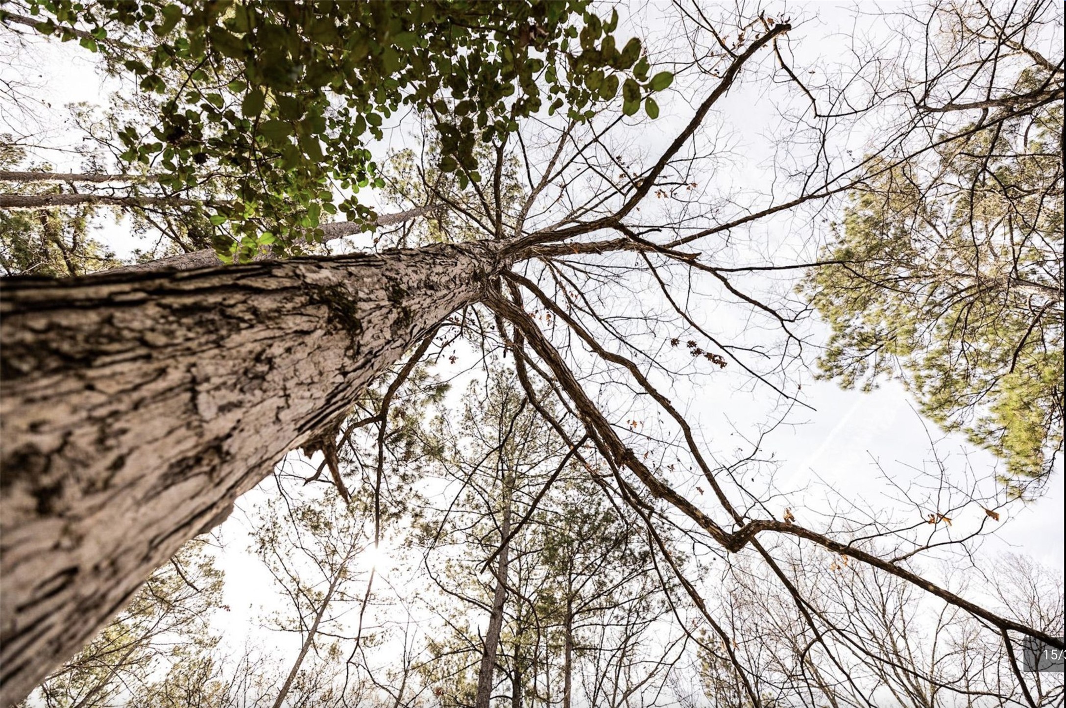 6340 Josserand Road Groveton, TX 75845 - Photo 5 of 19