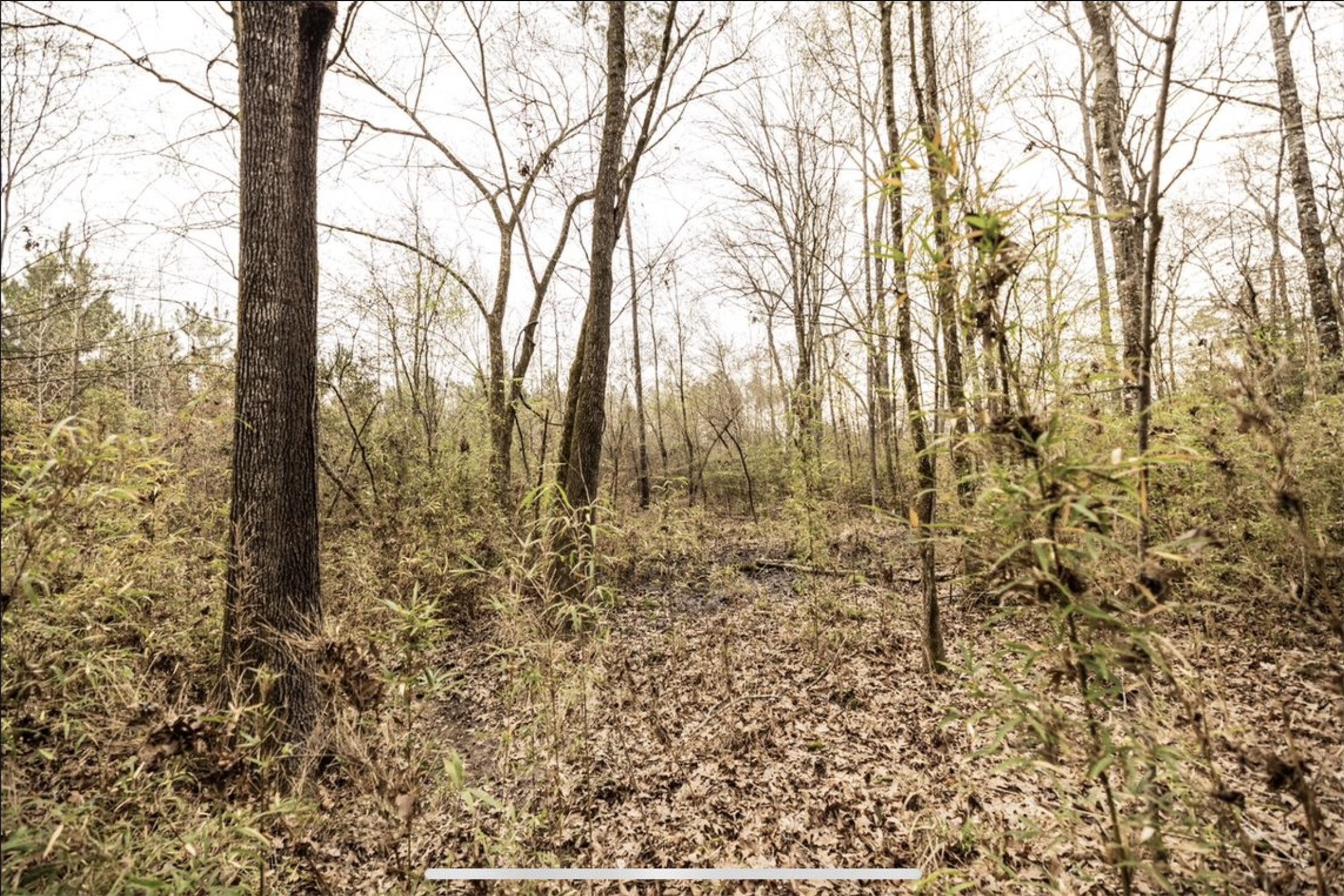 6340 Josserand Road Groveton, TX 75845 - Photo 6 of 19