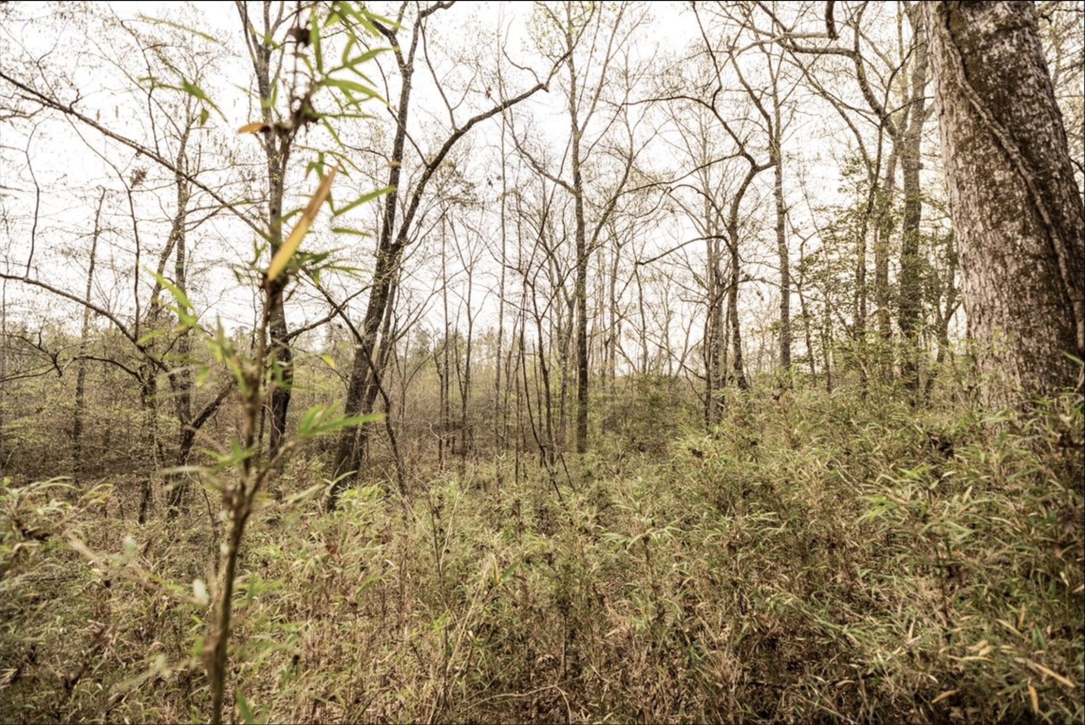 6340 Josserand Road Groveton, TX 75845 - Photo 10 of 19