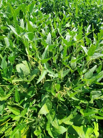 $766,700 | 0 212th Street, Lewistown, MO 63452