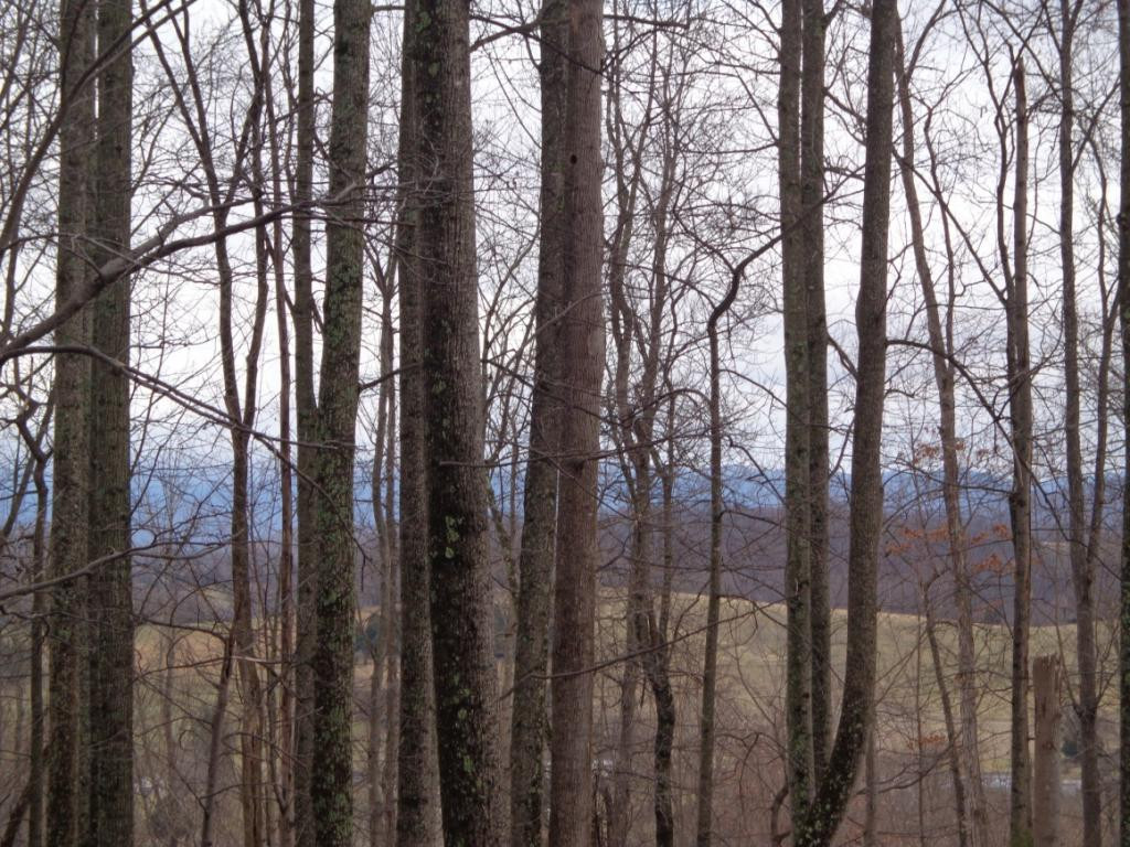 Lot 2 Slagle Road Watauga, TN 37694 - Photo 7 of 20 Photo 7
