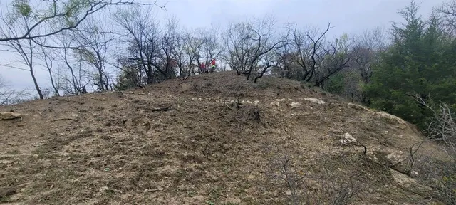 a view of a forest with trees in the background