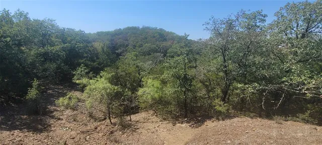 a view of a forest with large trees