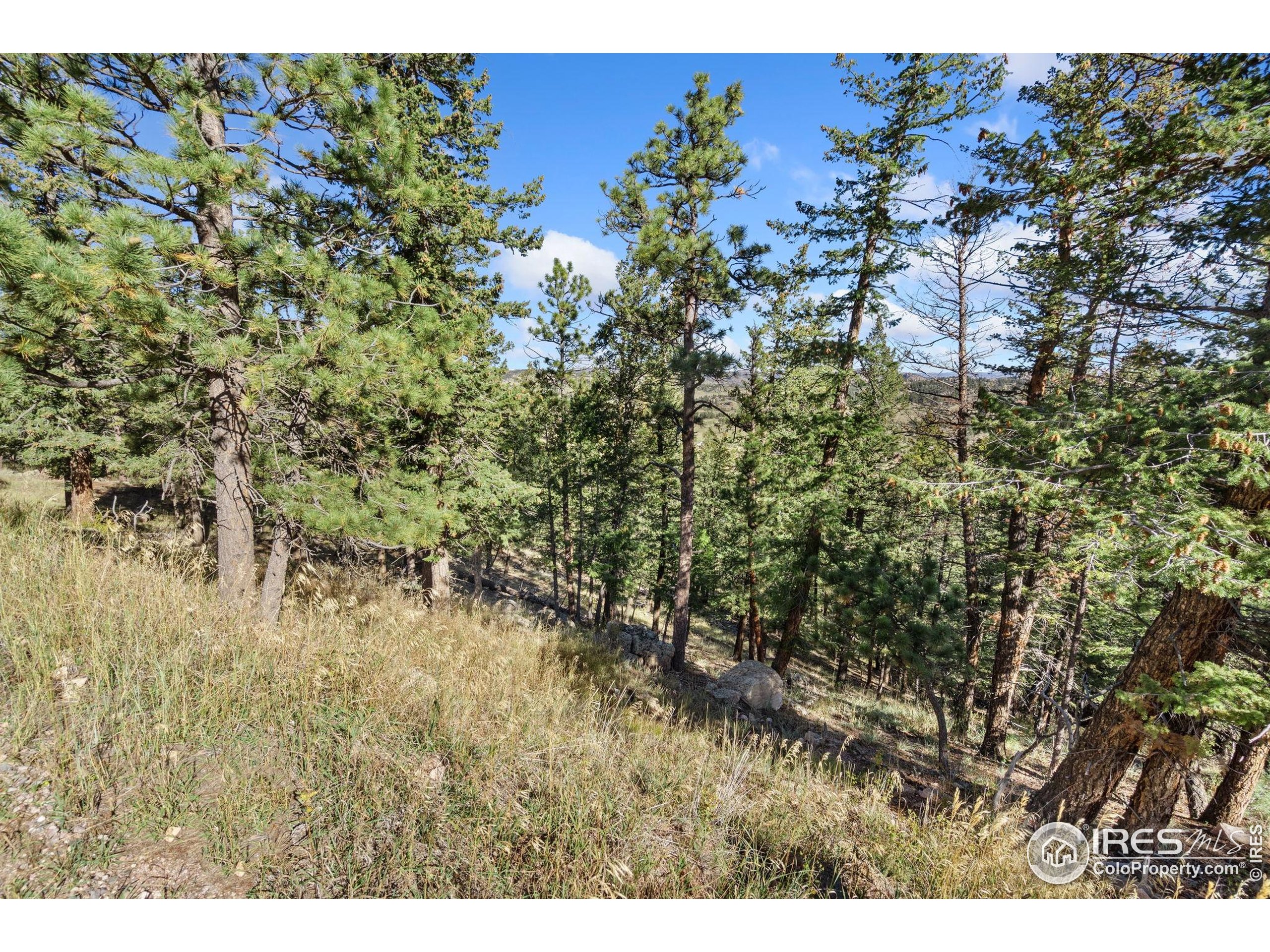 90 Sunlight Circle Livermore, CO 80536 - Photo 11 of 18 a view of a bunch of trees and bushes