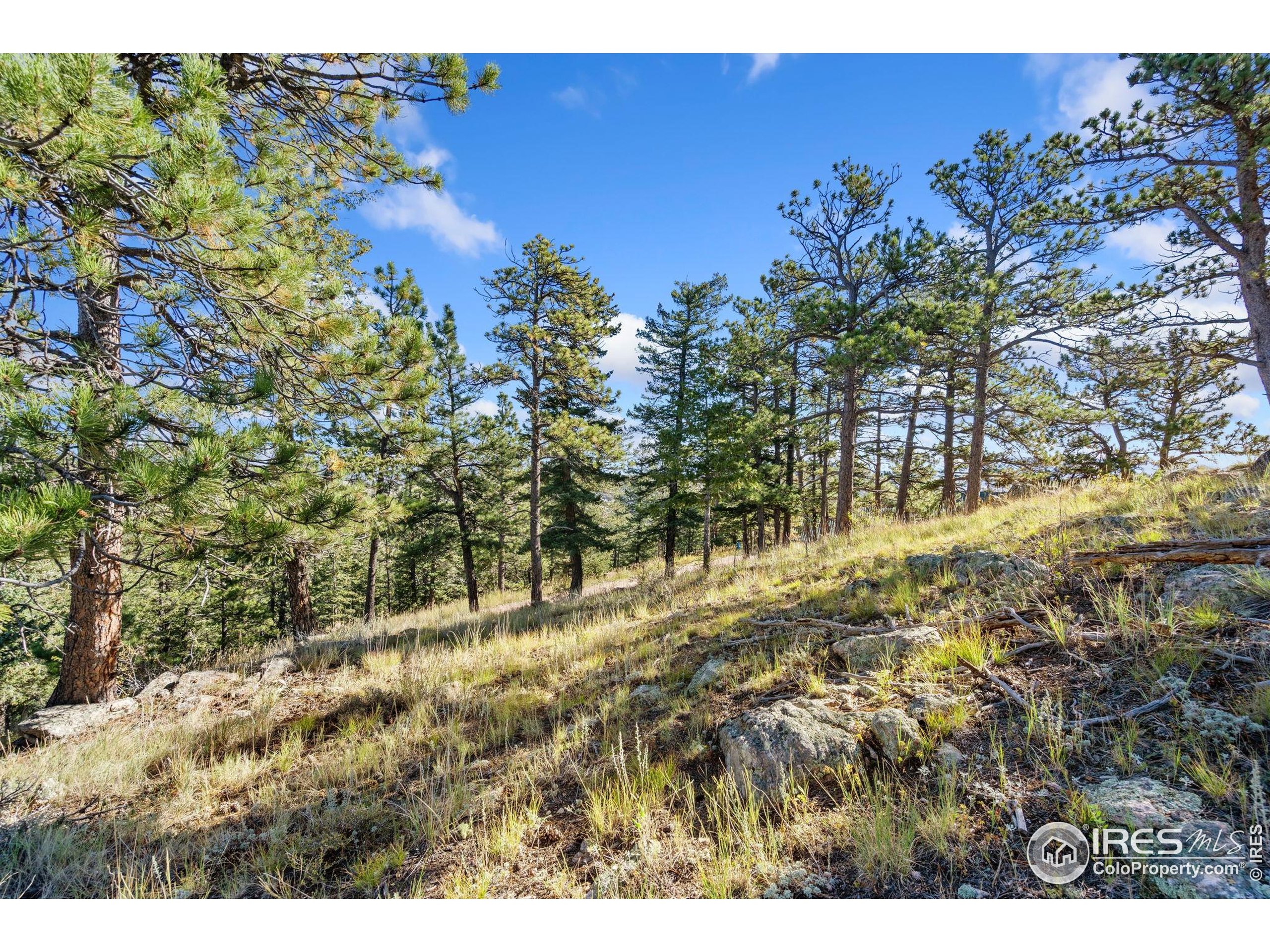 90 Sunlight Circle Livermore, CO 80536 - Photo 14 of 18 a view of a yard