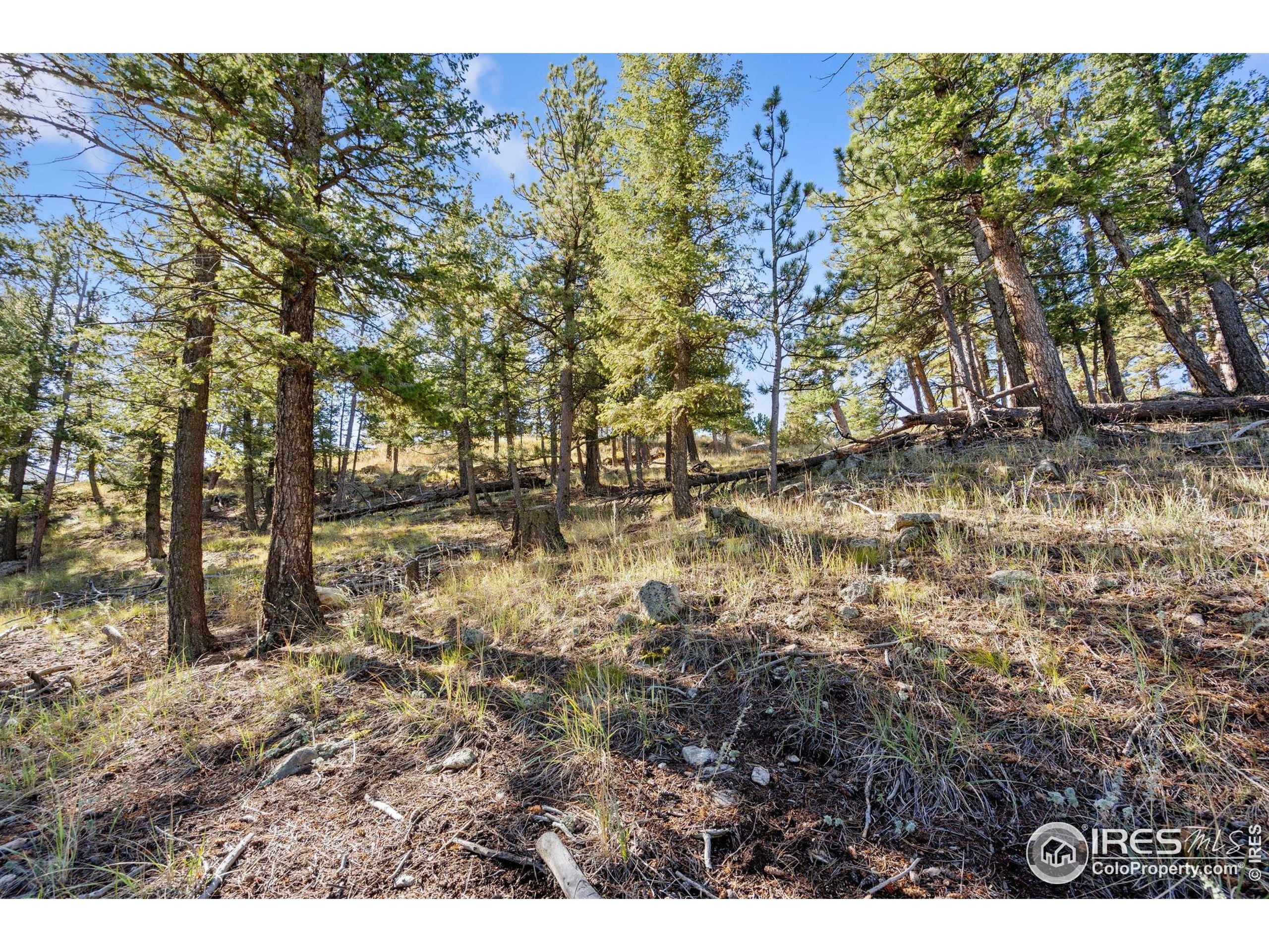 90 Sunlight Circle Livermore, CO 80536 - Photo 16 of 18 a backyard of a house with lots of green space