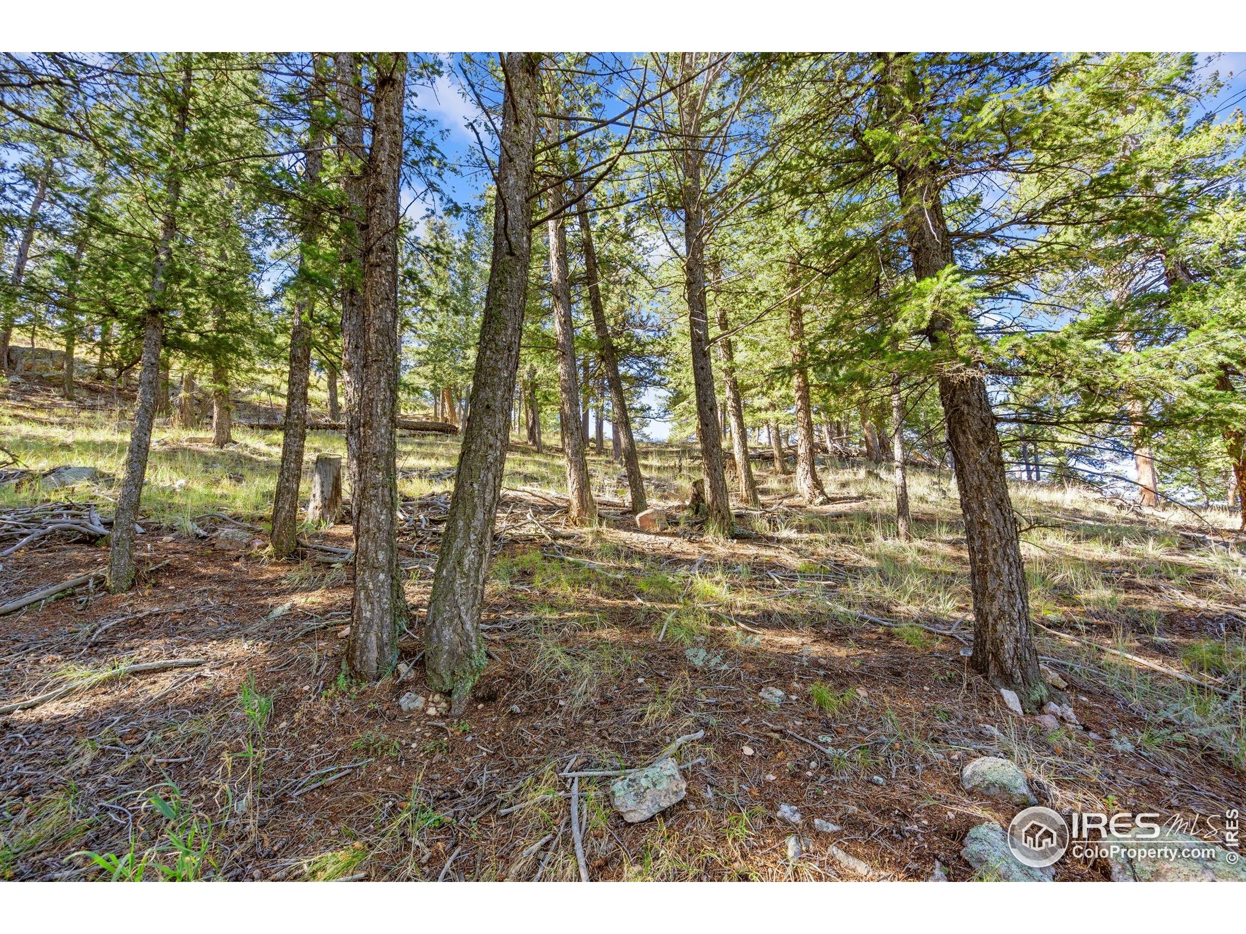 90 Sunlight Circle Livermore, CO 80536 - Photo 17 of 18 a view of outdoor space with trees