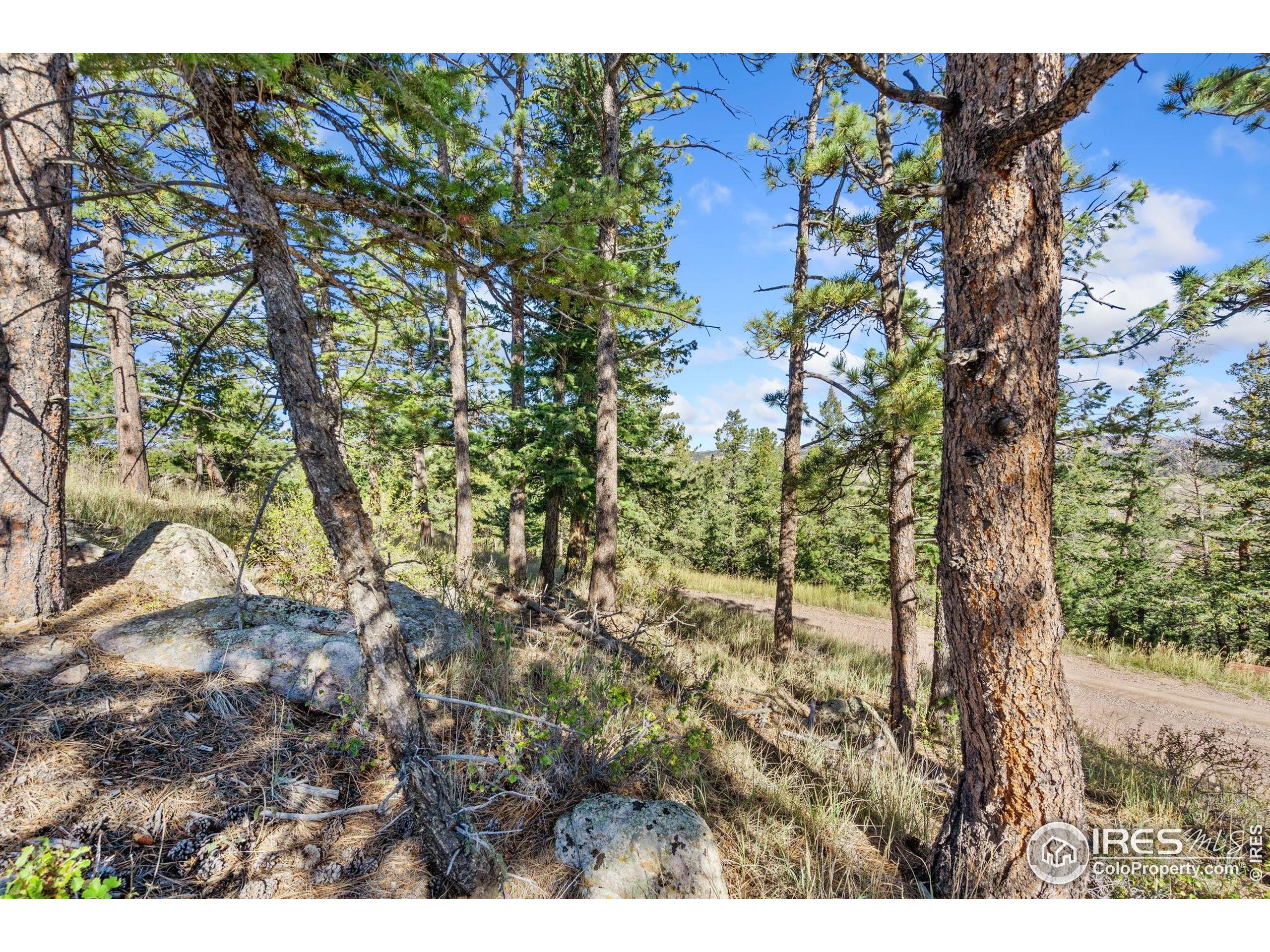 90 Sunlight Circle Livermore, CO 80536 - Photo 9 of 18 a view of a tree