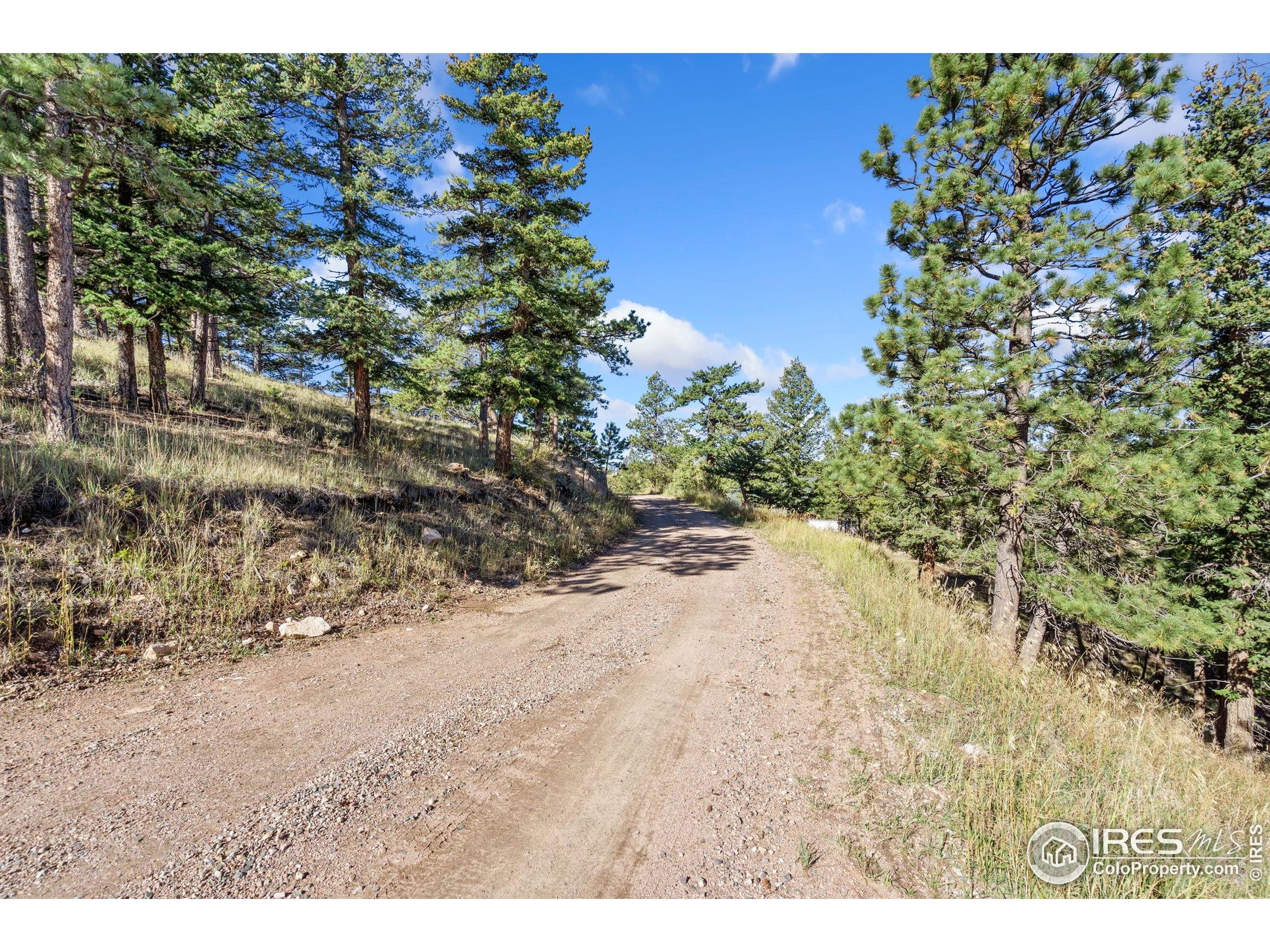 90 Sunlight Circle Livermore, CO 80536 - Photo 10 of 18 a view of a yard with a tree