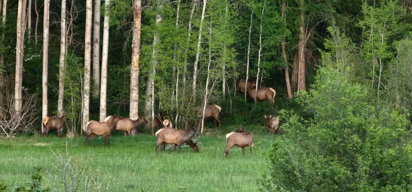 $874,999 | 27108 East Blanchard Road, Newport, WA 99156