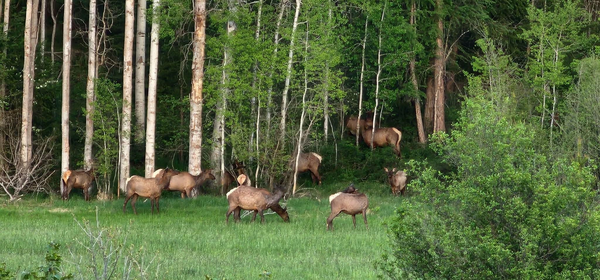 27108 East Blanchard Road Newport, WA 99156 - Photo 22 of 50