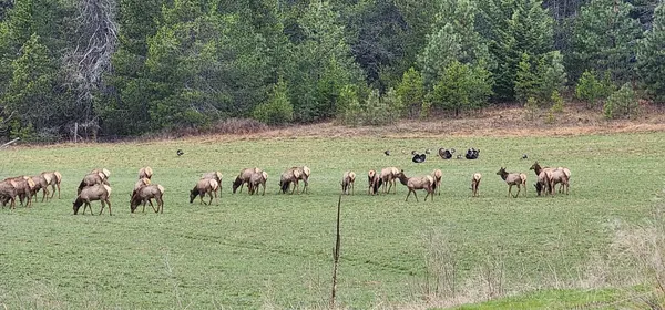 $874,999 | 27108 East Blanchard Road, Newport, WA 99156