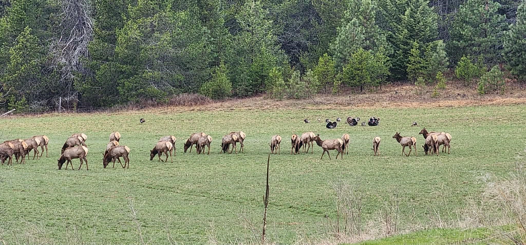27108 East Blanchard Road Newport, WA 99156 - Photo 50 of 50