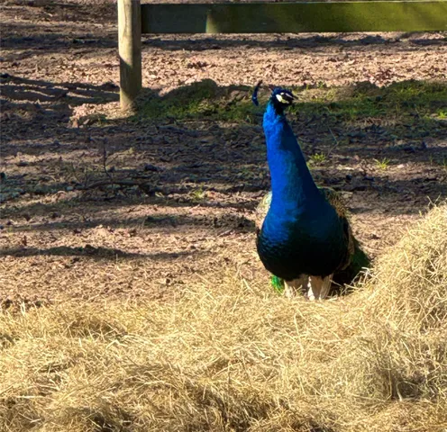 a view of swimming pool with lawn chairs and plants