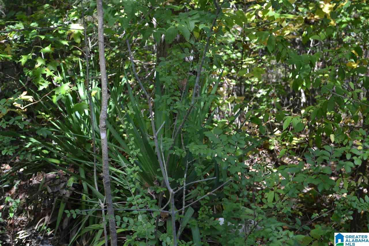 17871 Highway 75, Unit 5 7 ACRES Remlap, AL 35133 - Photo 8 of 23