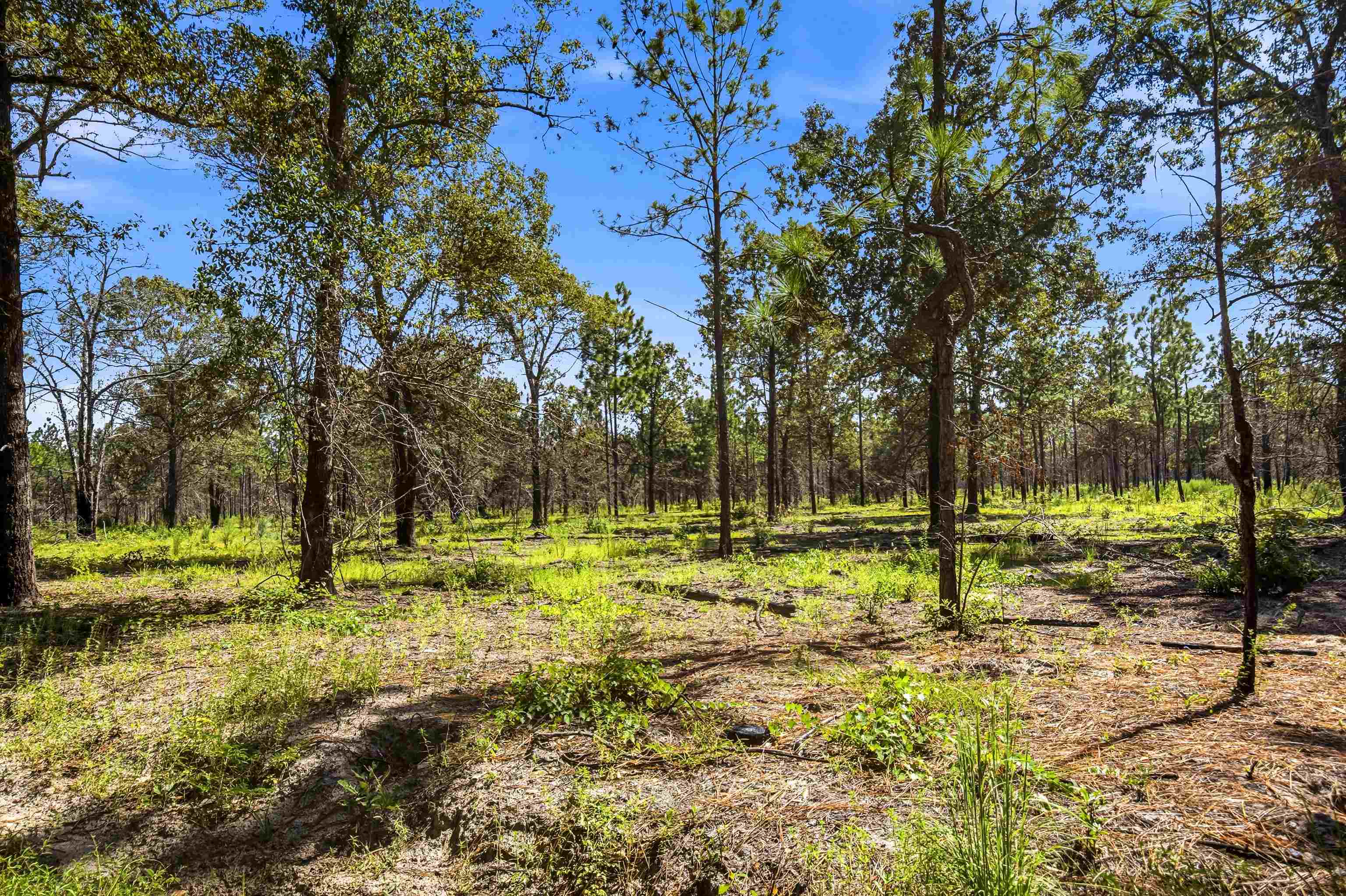 1569 Dave Plowden Pond Road Manning, SC 29102 - Photo 45 of 92 Gallery Image 45