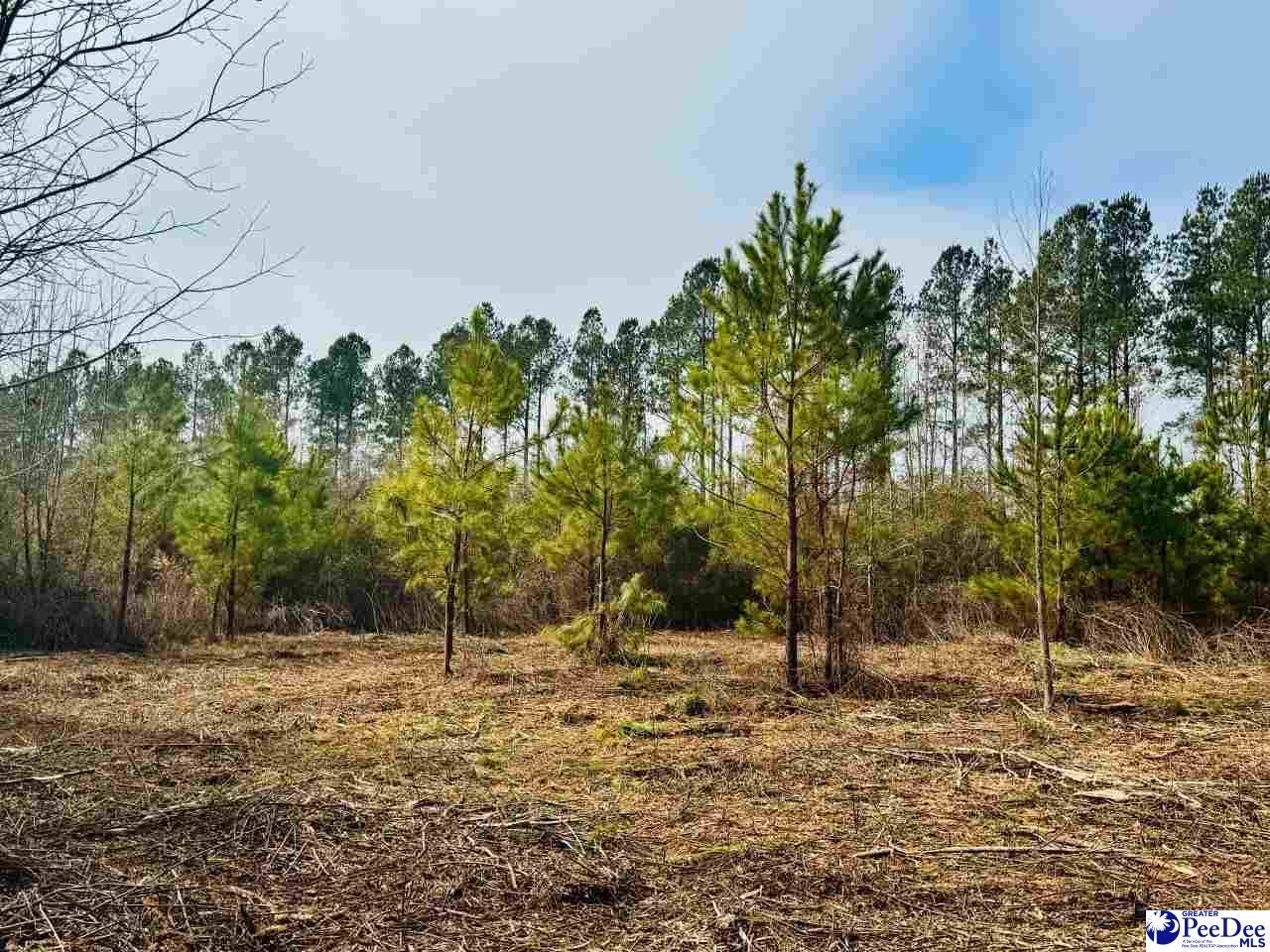 Aaron Temple Church Road Bennettsville, SC 29512 - Photo 1 of 10 Gallery Image 1