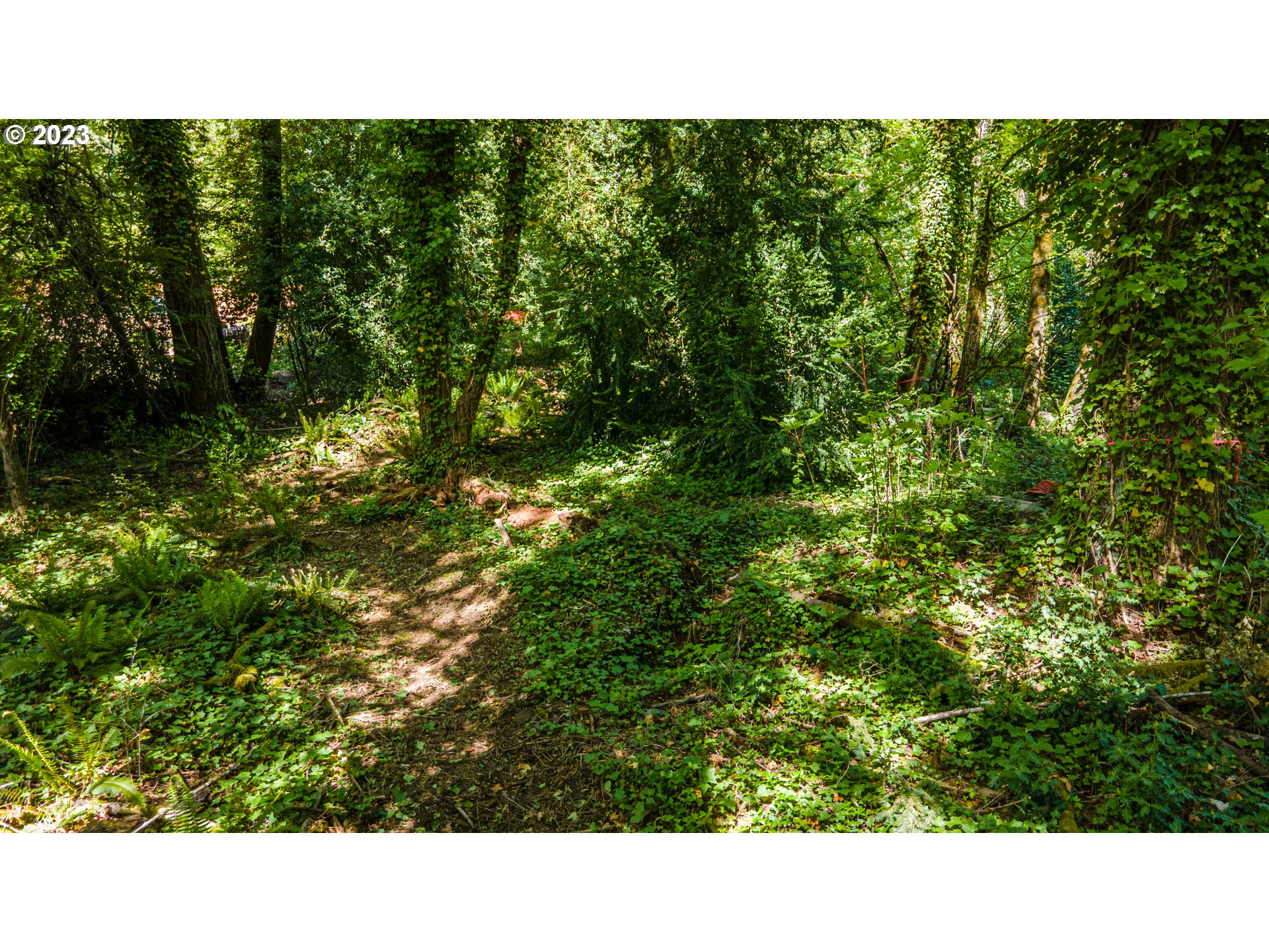 1322 Southwest Maplecrest Drive, Unit F Portland, OR 97219 - Photo 11 of 18 a black and white photo of a forest