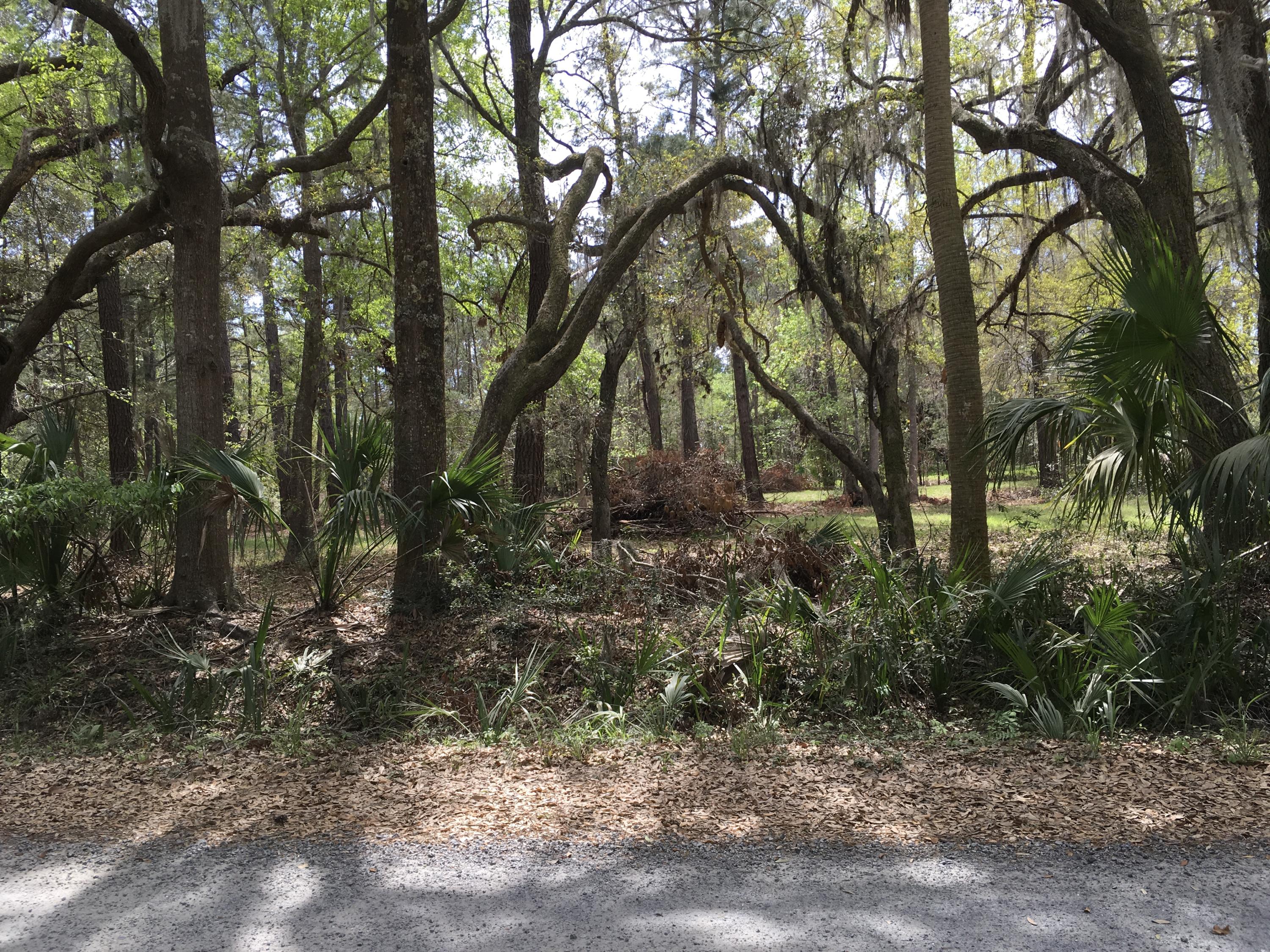 7819 Russell Creek Road Edisto Island, SC 29438 - Photo 26 of 29 Road view 1