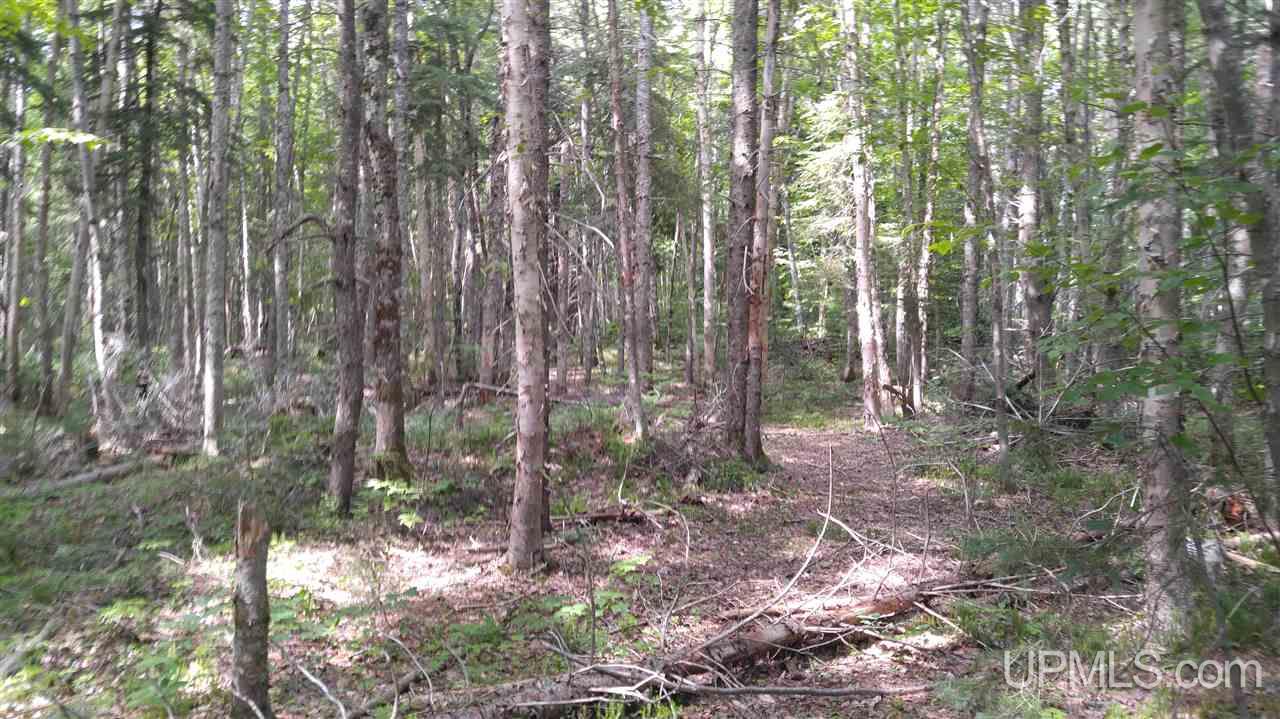 33-acres Sigar Camp Road Seney, MI 49883 - Photo 16 of 22