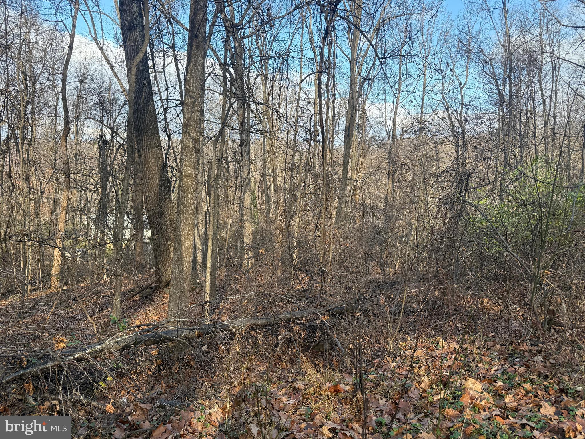 Lot 22 Hickory Tree Road Front Royal, VA 22630 - Photo 42 of 64 a view of forest