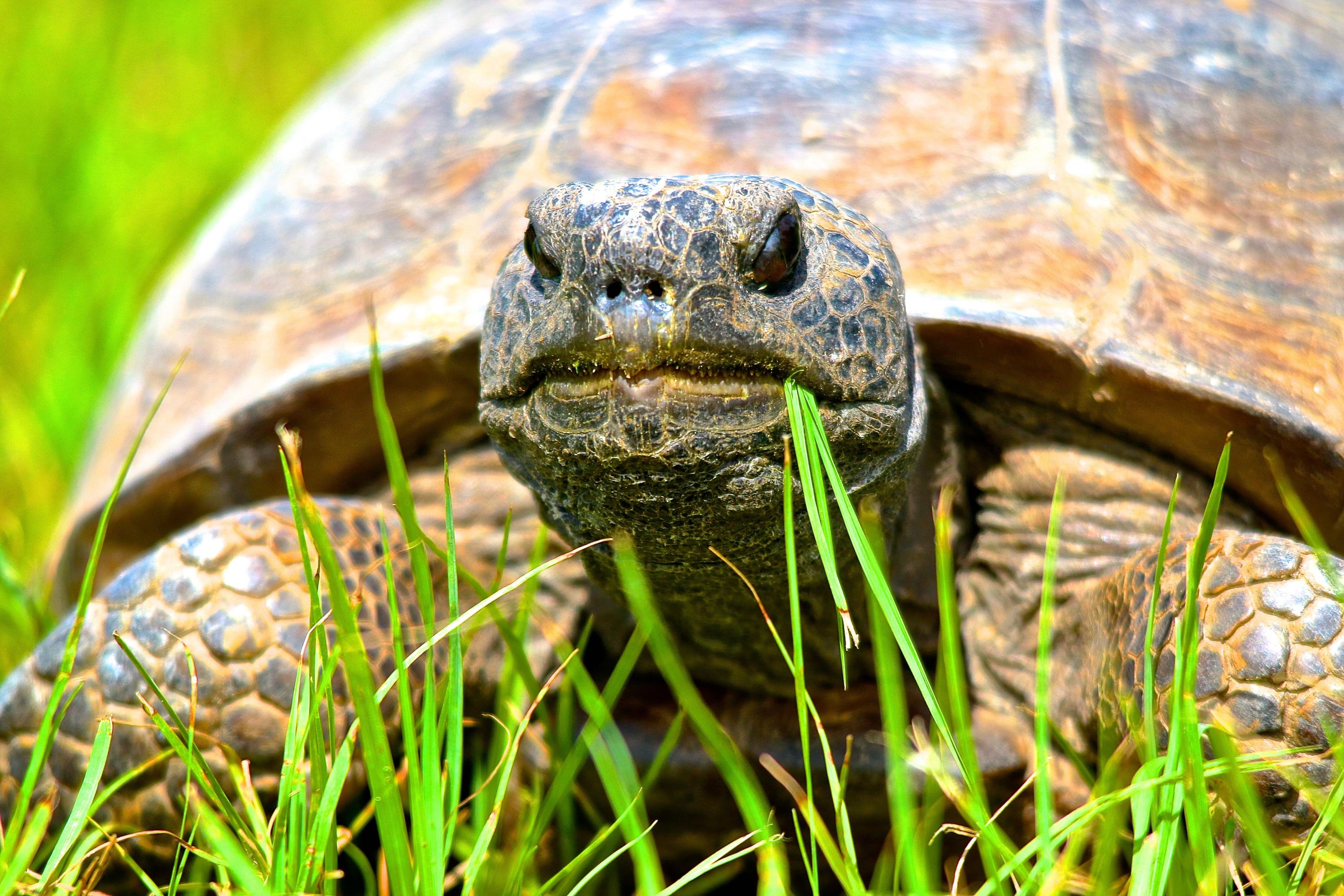 8841 First Tee Road Port St. Lucie, FL 34986 - Photo 106 of 228 208 Gopher Tortoise #2