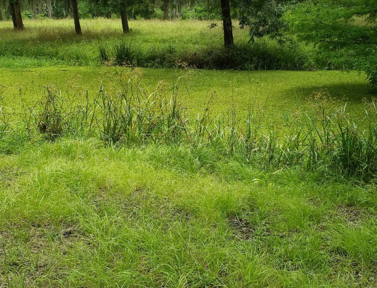 0 Hunter Dr Circle Cleveland, TX 77327 - Photo 2 of 9 Lush Green or cleared lots