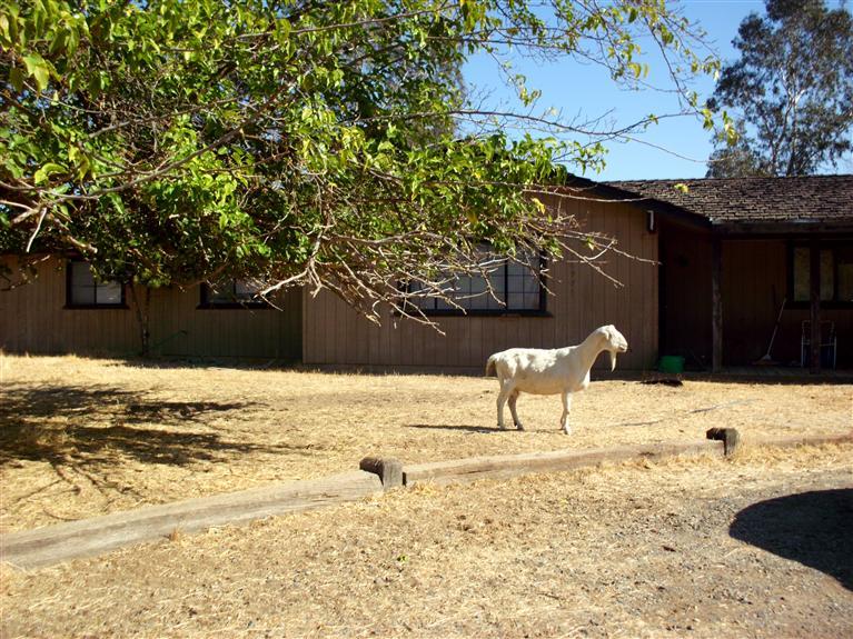 16971 Mark Road Madera, CA 93636 - Photo 2 of 14 This is Luna the goat....trying to find a new home for her. Please park outside the gate as she may jump on your car.