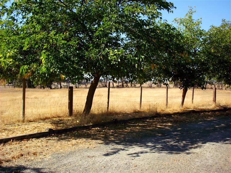 16971 Mark Road Madera, CA 93636 - Photo 7 of 14 Gallery Image 7