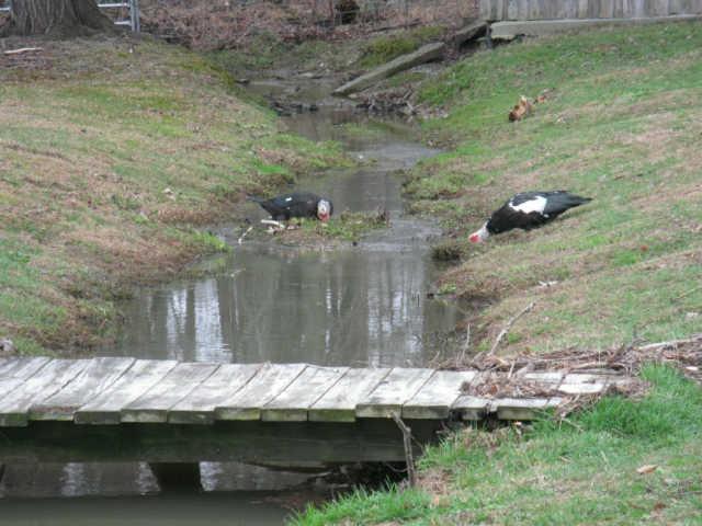 6887 Fredonia Road Manchester, TN 37355 - Photo 9 of 14 Brook