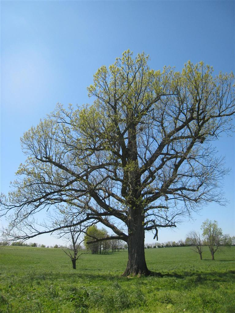 4750 Lexington Road Paris, KY 40361 - Photo 30 of 41 Photo 31