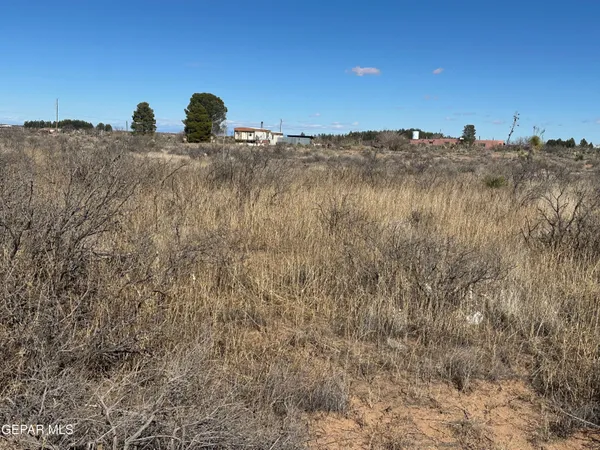 a view of a dry yard with trees