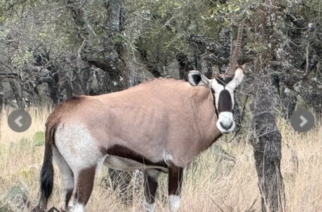 a close up of a table