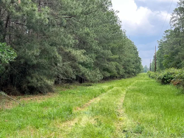 a view of a lush green forest with lots of trees