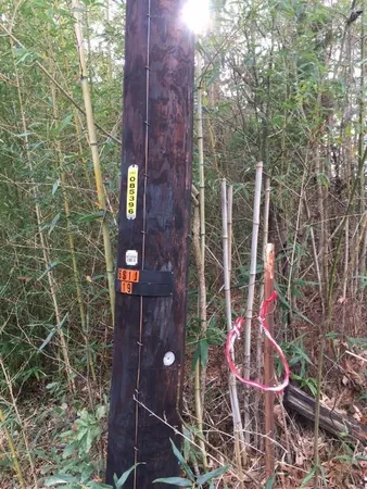 a view of a door with a tree