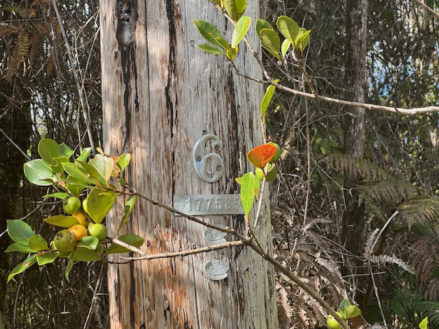 15 Kahaualea Road Volcano, HI 96785 - Photo 3 of 3 a picture of a tree with a plant in front of it