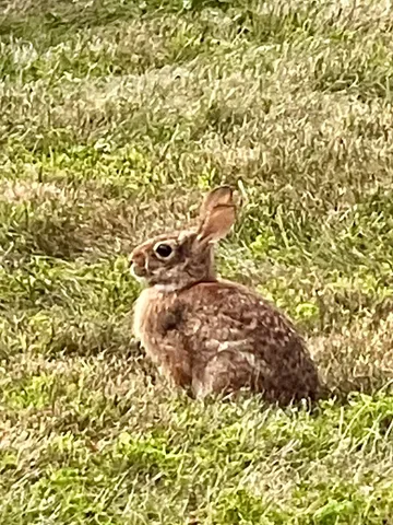 $1,450,000 | 216 North Road, Candia, NH 03034