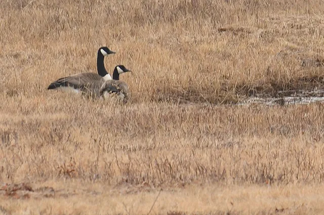 $1,450,000 | 216 North Road, Candia, NH 03034