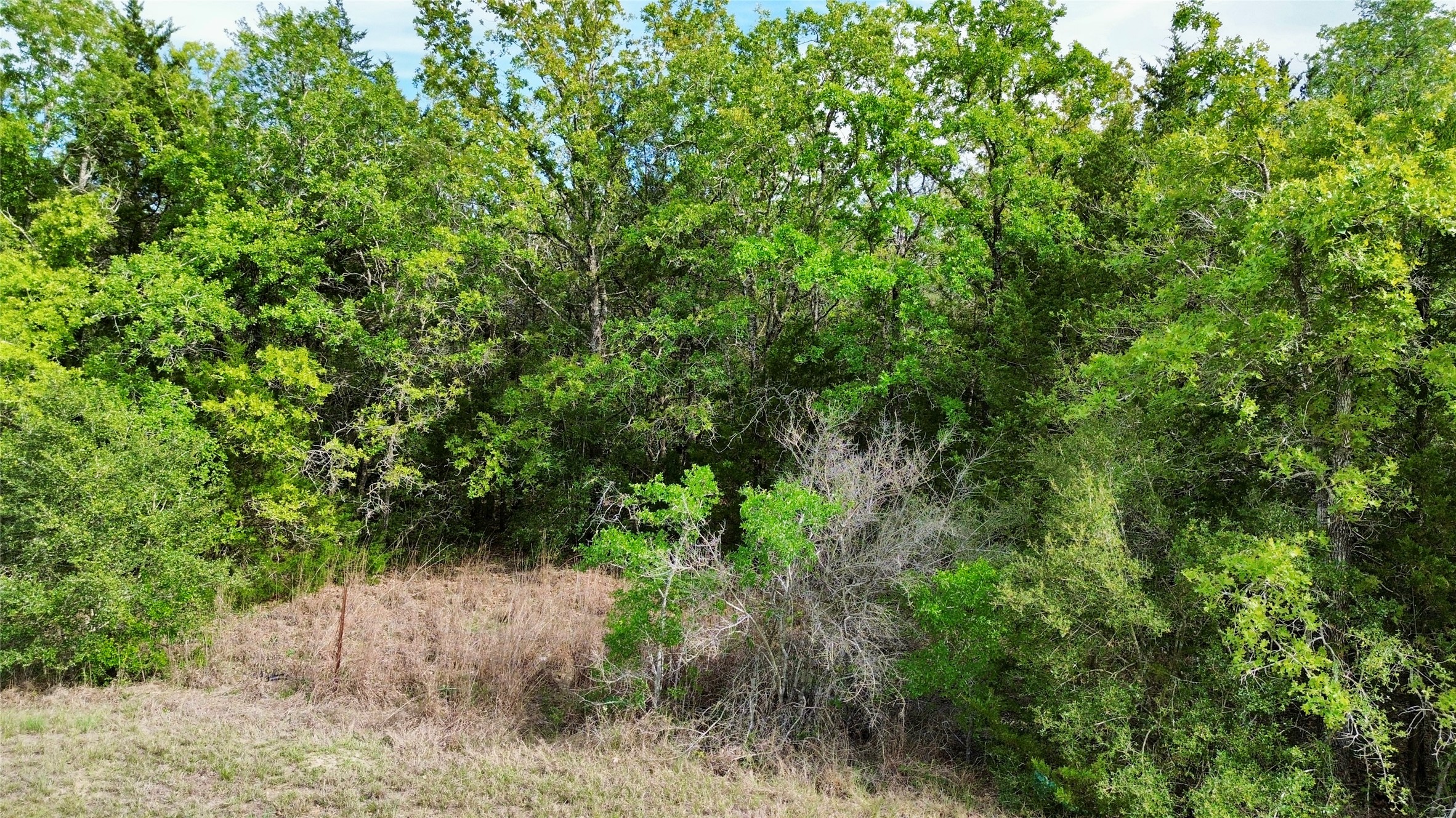 2 Fm 180 Ledbetter, TX 78946 - Photo 5 of 11 a view of a forest with a tree