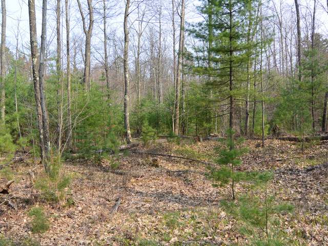 Lot 2 Hixon Road Minocqua, WI 54548 - Photo 4 of 14 Gallery Image 4