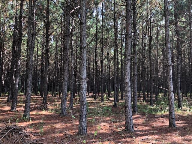 0 Barlow Road Cochran, GA 31014 - Photo 20 of 21