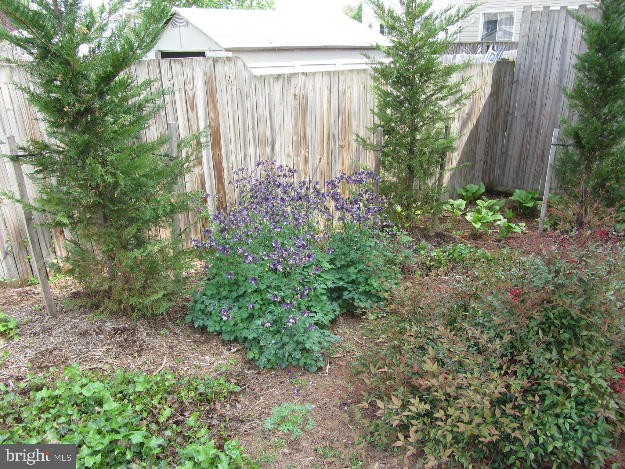 9003 Transoms Road Baltimore, MD 21236 - Photo 24 of 29 a view of a backyard with plants