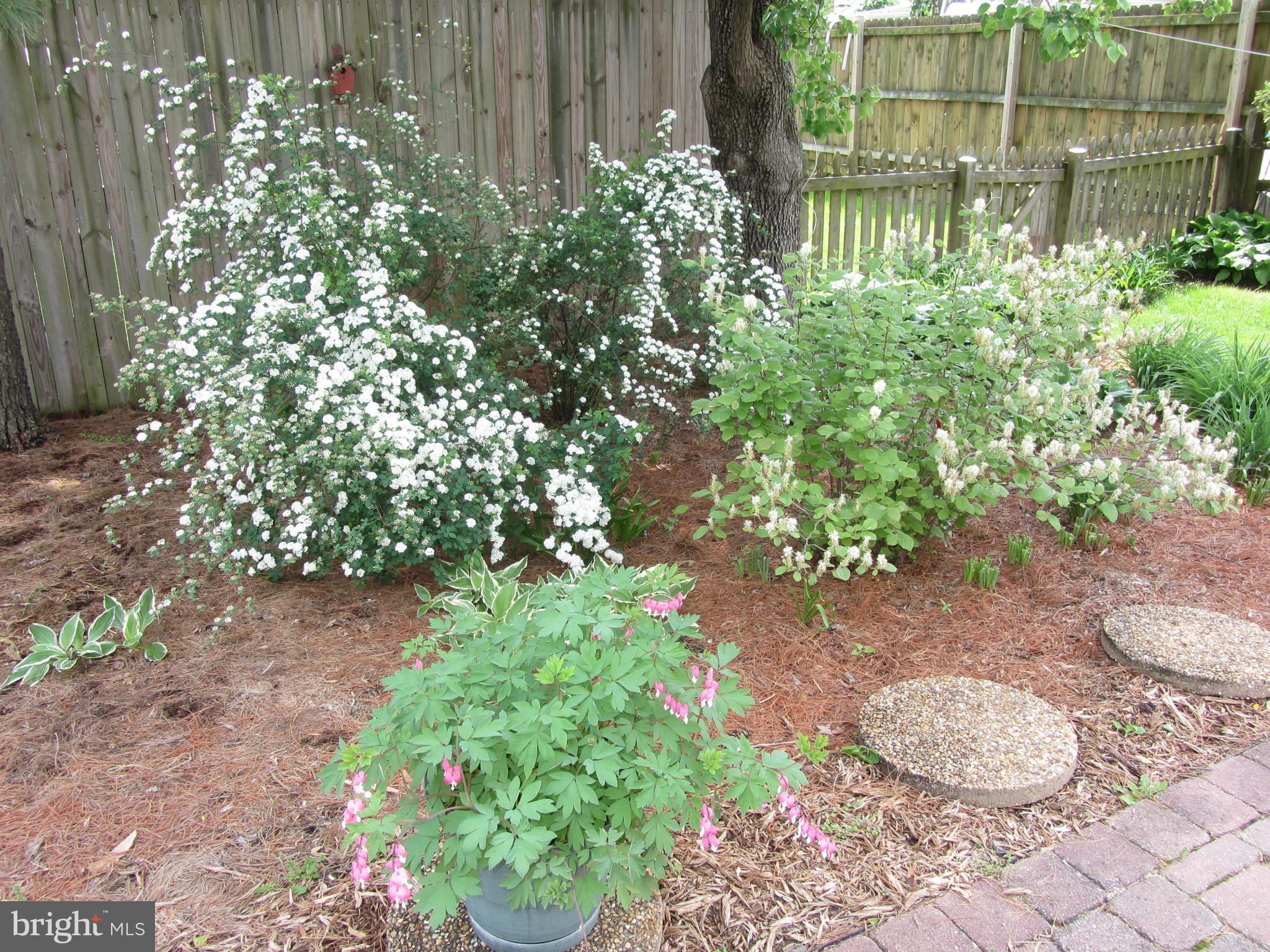 9003 Transoms Road Baltimore, MD 21236 - Photo 25 of 29 a plant that is in the garden