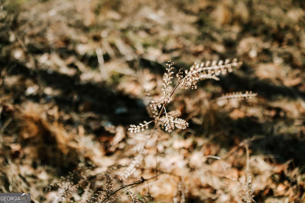 0 Lovers Lane Stephens, GA 30667 - Photo 12 of 20 a view of a tree