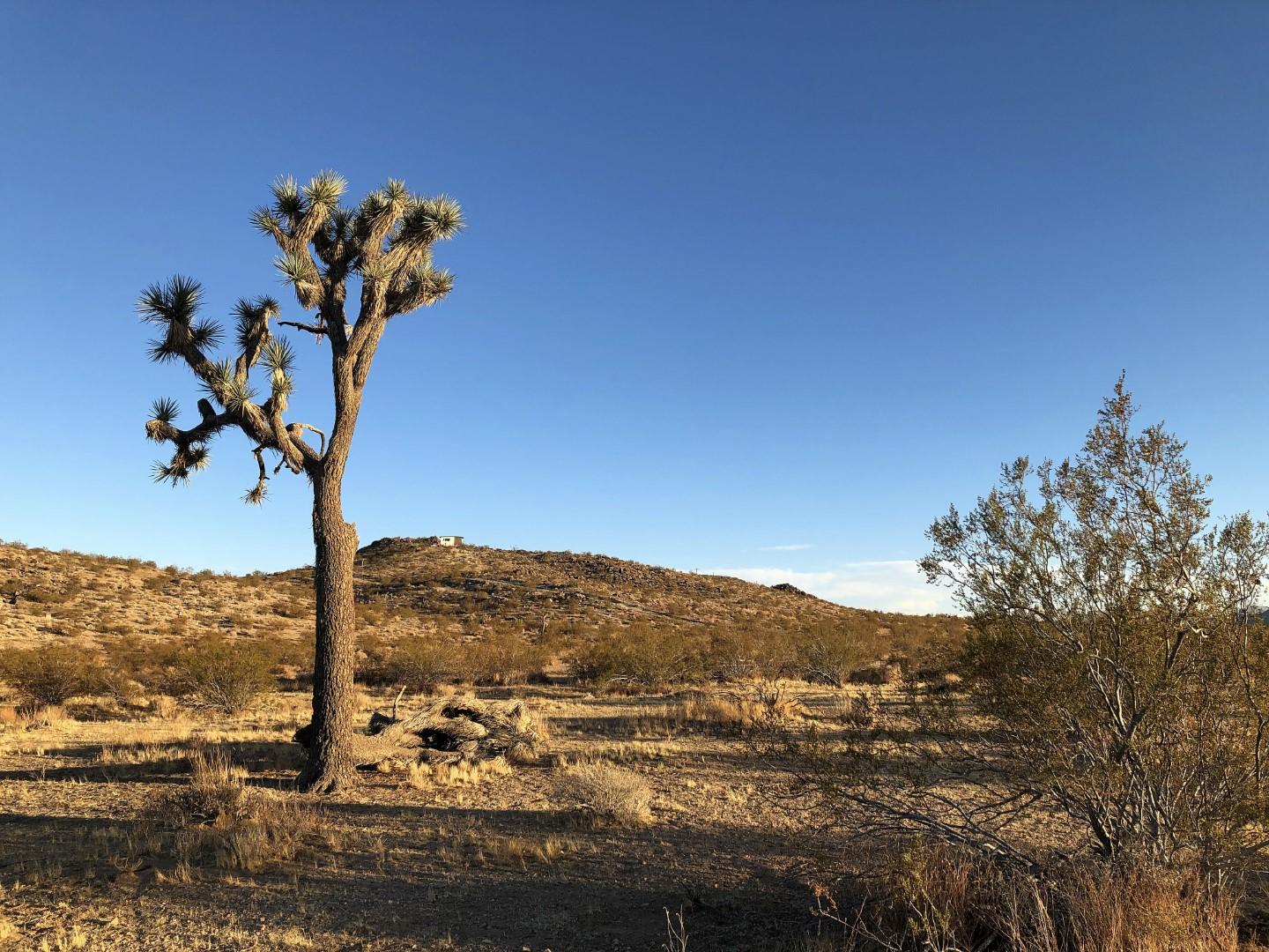 0 Mason Dixon Road Joshua Tree, CA 92252 - Photo 11 of 22 IMG_0699 (Large)