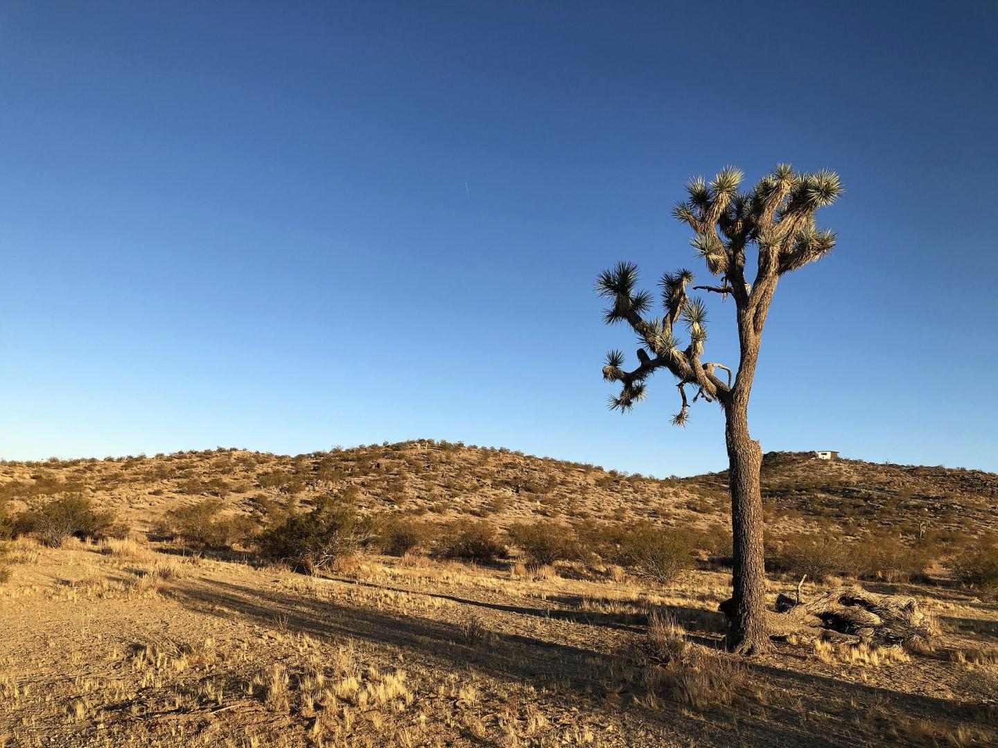 0 Mason Dixon Road Joshua Tree, CA 92252 - Photo 6 of 22 IMG_0700 (Large)