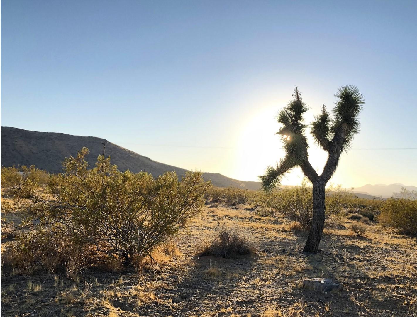 0 Mason Dixon Road Joshua Tree, CA 92252 - Photo 9 of 22 IMG_0694 (Large)